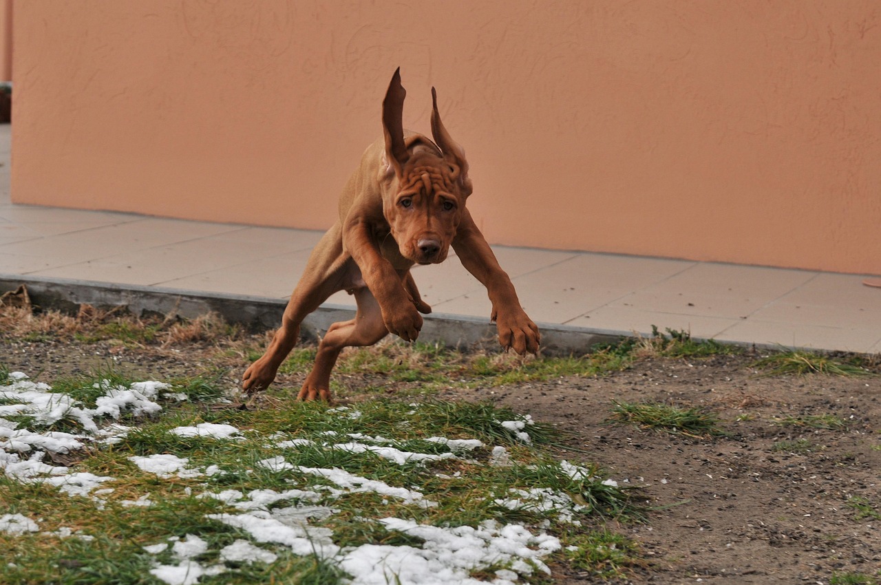 Vizsla: The Hungarian Heat Champion (Image Credits: Pixabay)