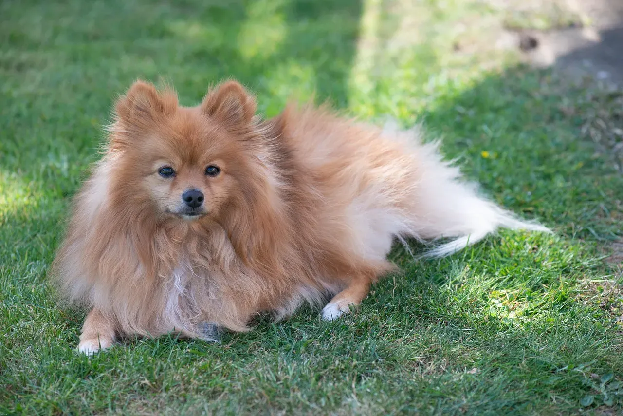 7. Pomeranian: Tiny Dog, Maximum Devotion (Image Credits: Pixabay)