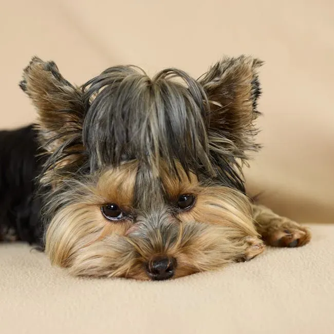 9. Yorkshire Terrier: The Feisty Little Snuggler (Image Credits: Pexels)