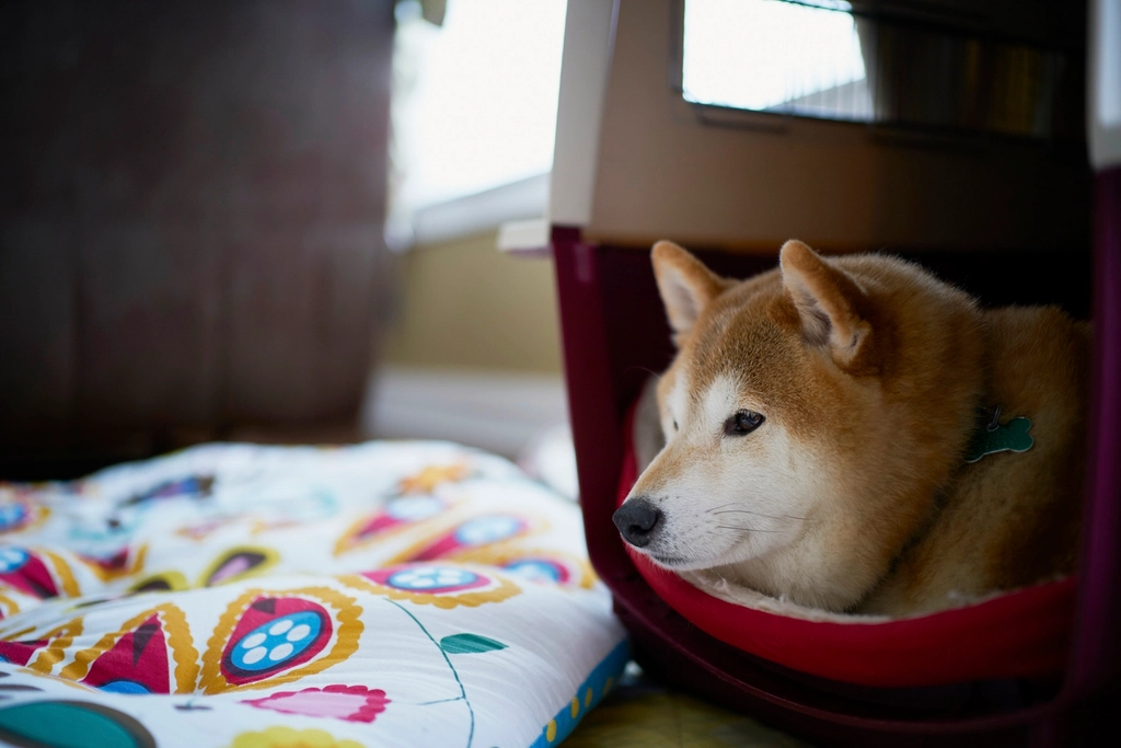 Shiba Inu - The Dignified Drama Queen (Image Credits: Rawpixel)