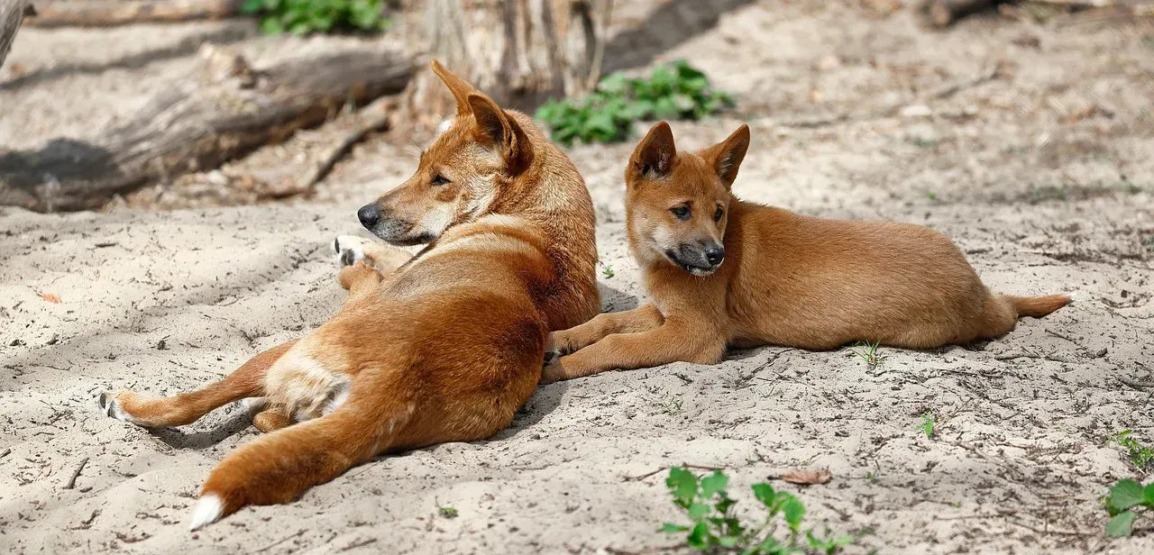 #2 - The Dingo: The Unofficial Cognitive Middle Ground (Image Credits: Pixabay)