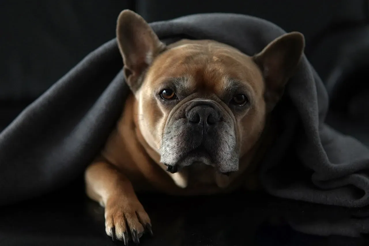The Science Behind Canine Calming Signals (Image Credits: Pixabay)