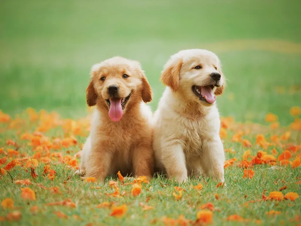 2. Golden Retriever (Image Credits: Rawpixel)