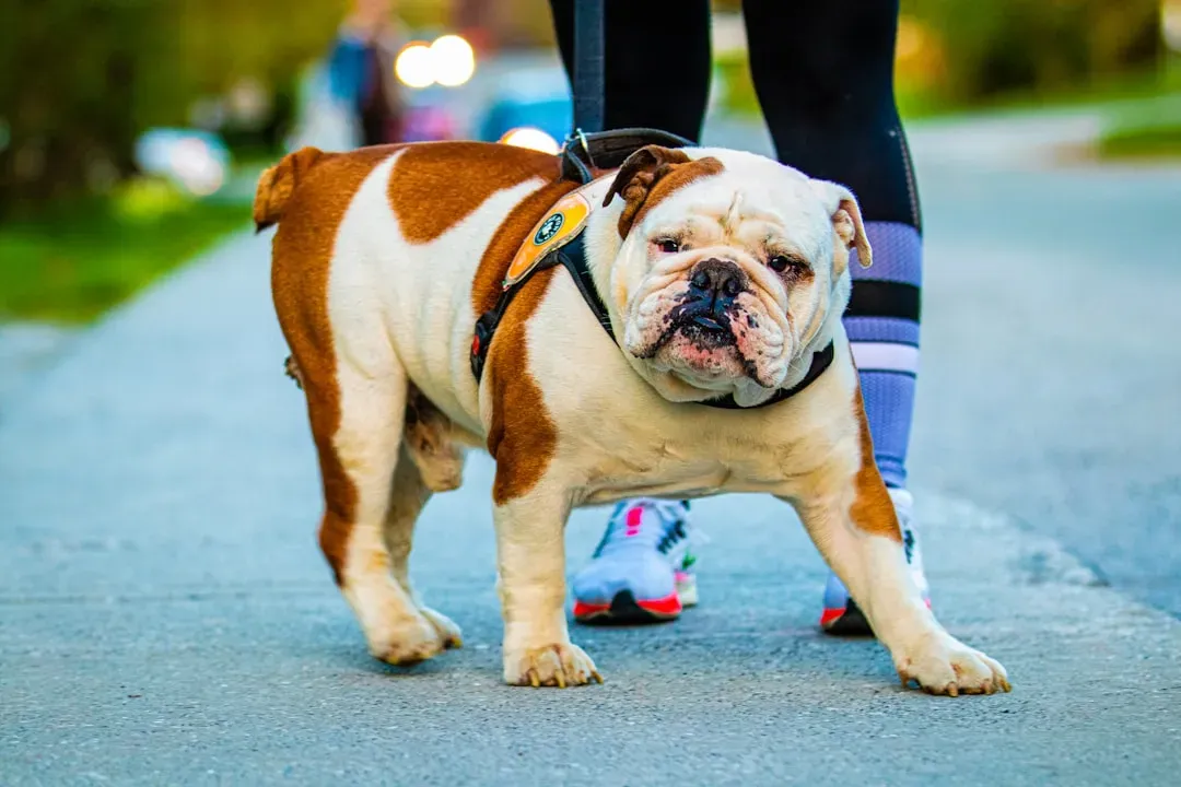 Bulldog: The Laid Back Companion (Image Credits: Unsplash)