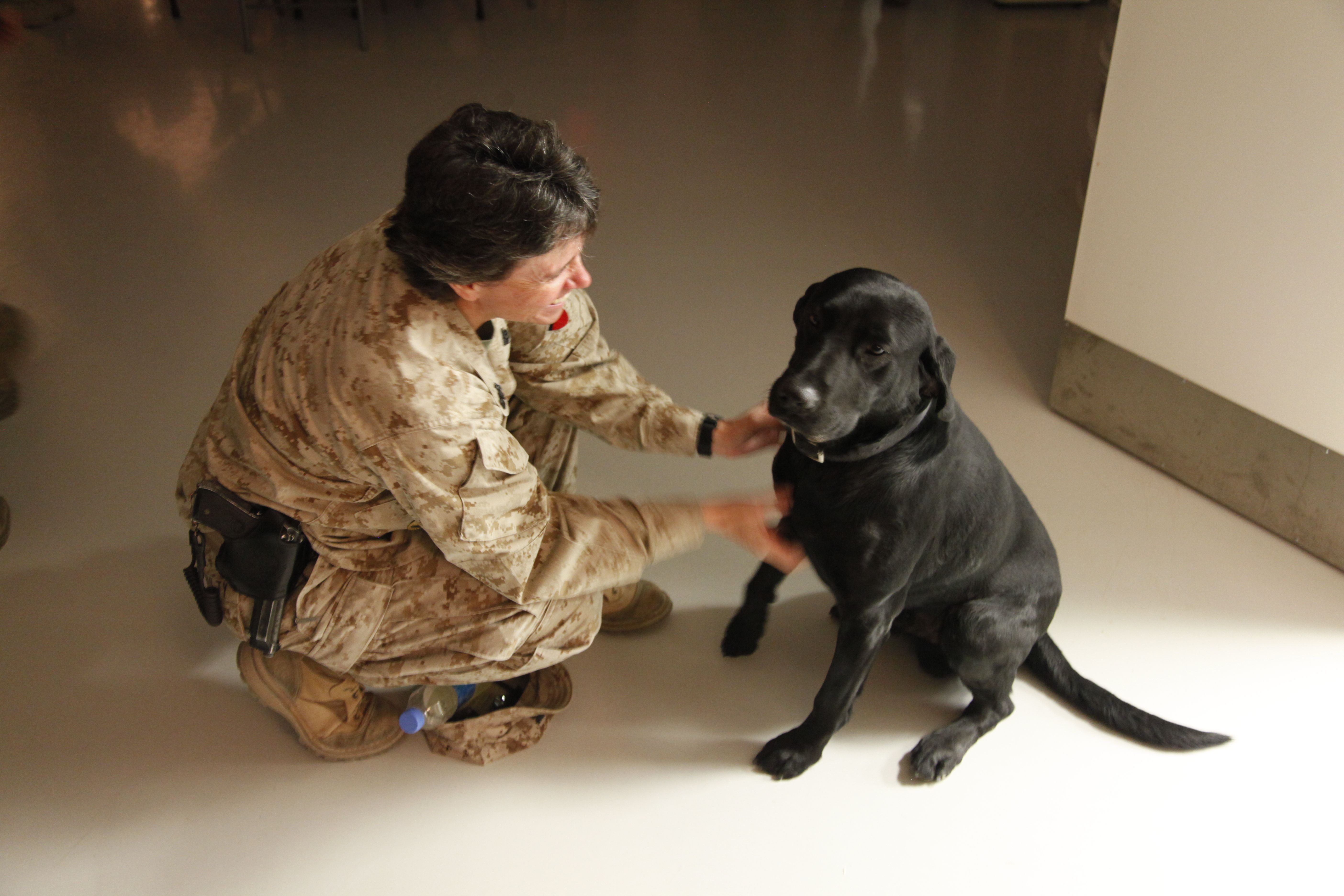 Labrador Retrievers: The Intuitive Companions (Image Credits: Wikimedia)
