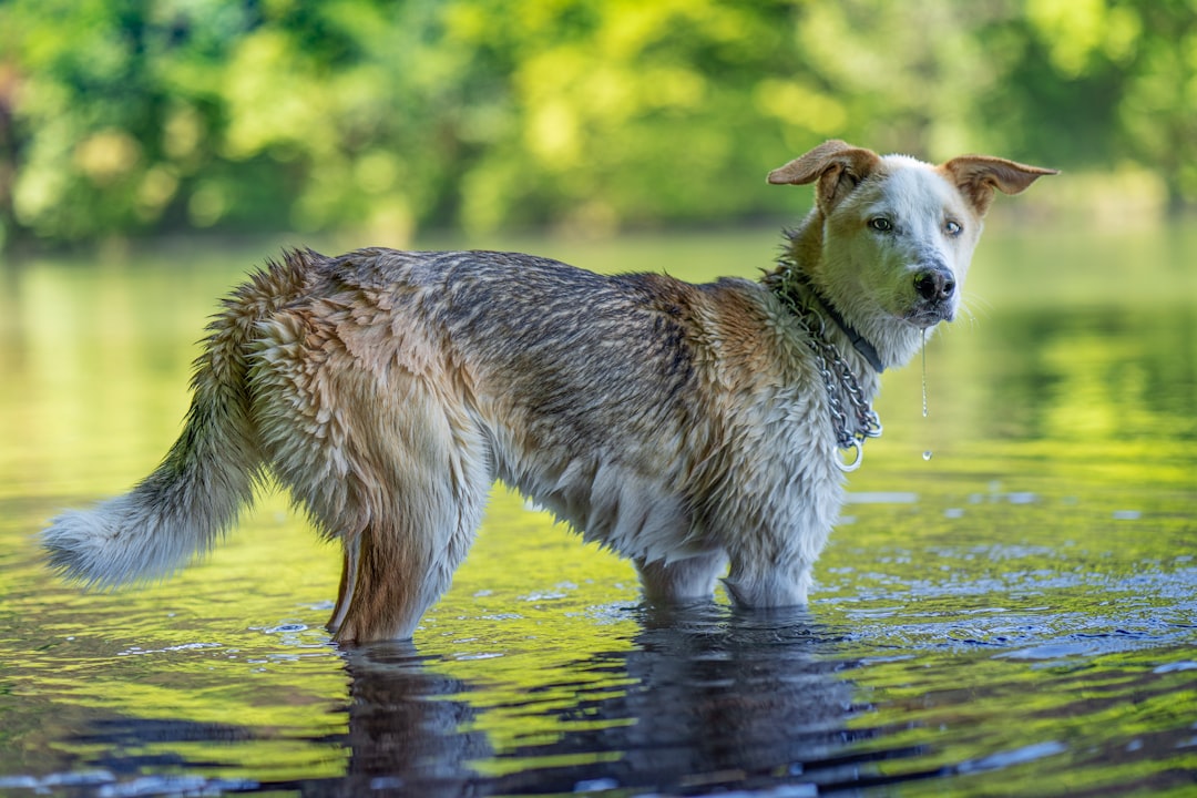 Building Confidence in Water Dogs (Image Credits: Unsplash)