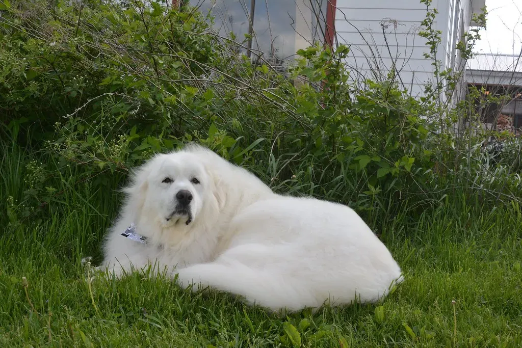 Conclusion: A Clean Home and a Happy Dog Can Coexist (Aiko, Thomas & Juliette+Isaac, Flickr, CC BY 2.0)