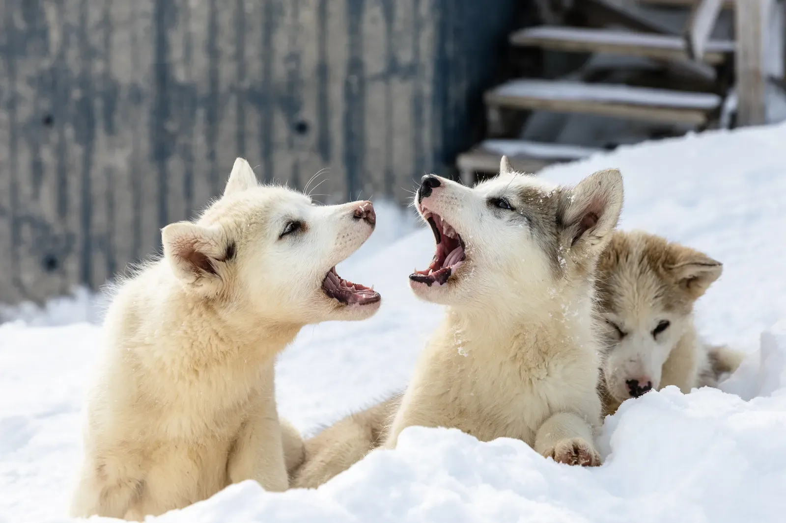 When Snow Play is Pure Magic for Your Dog (Image Credits: Wikimedia)