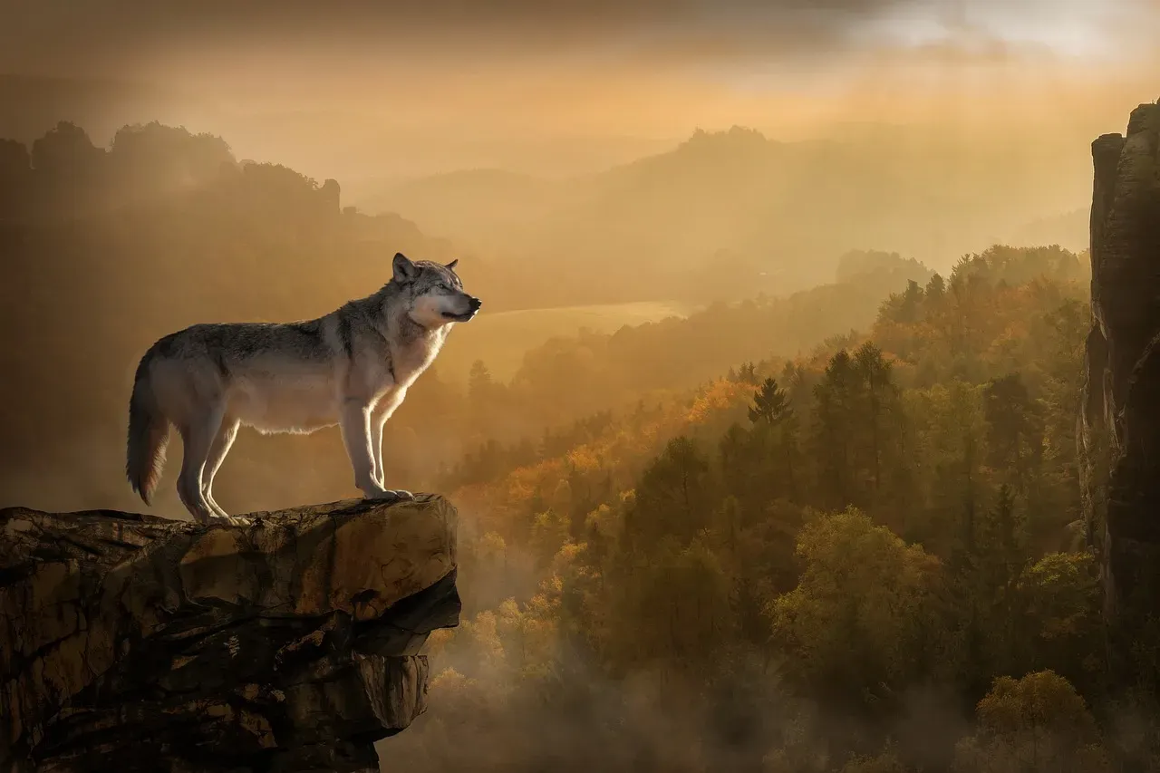 Sagittarius (November 22 – December 21): The Lone Wanderer Wolf (Image Credits: Pixabay)