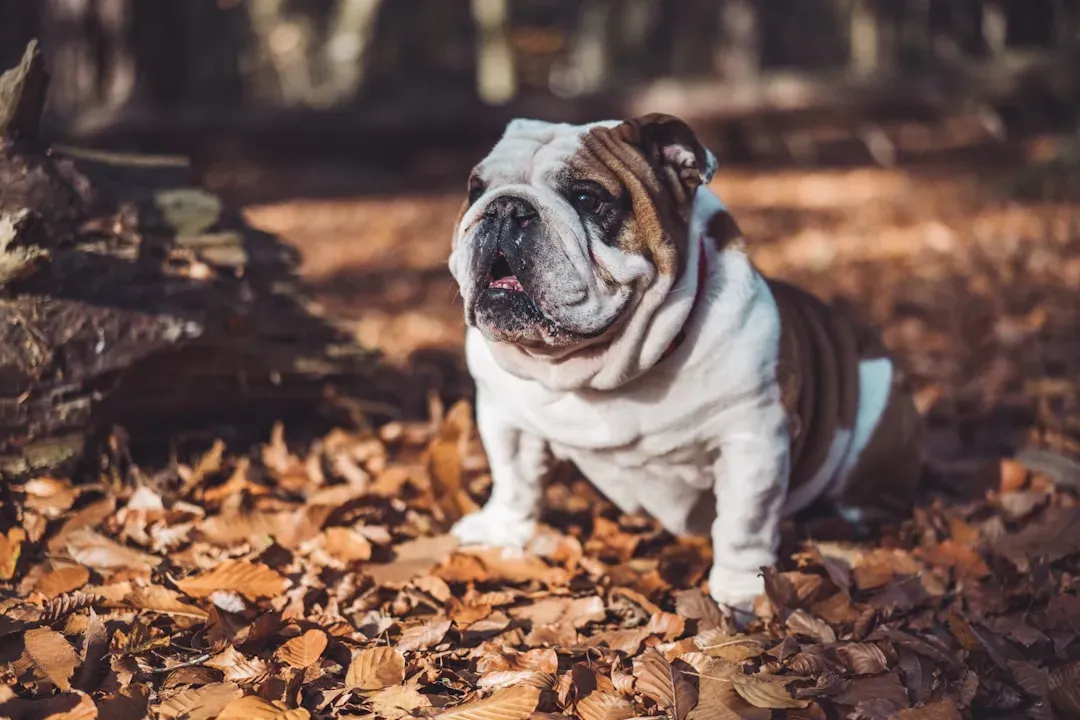 5. English Bulldog: Discount Puppy, Lifetime Medical Project (Image Credits: Unsplash)