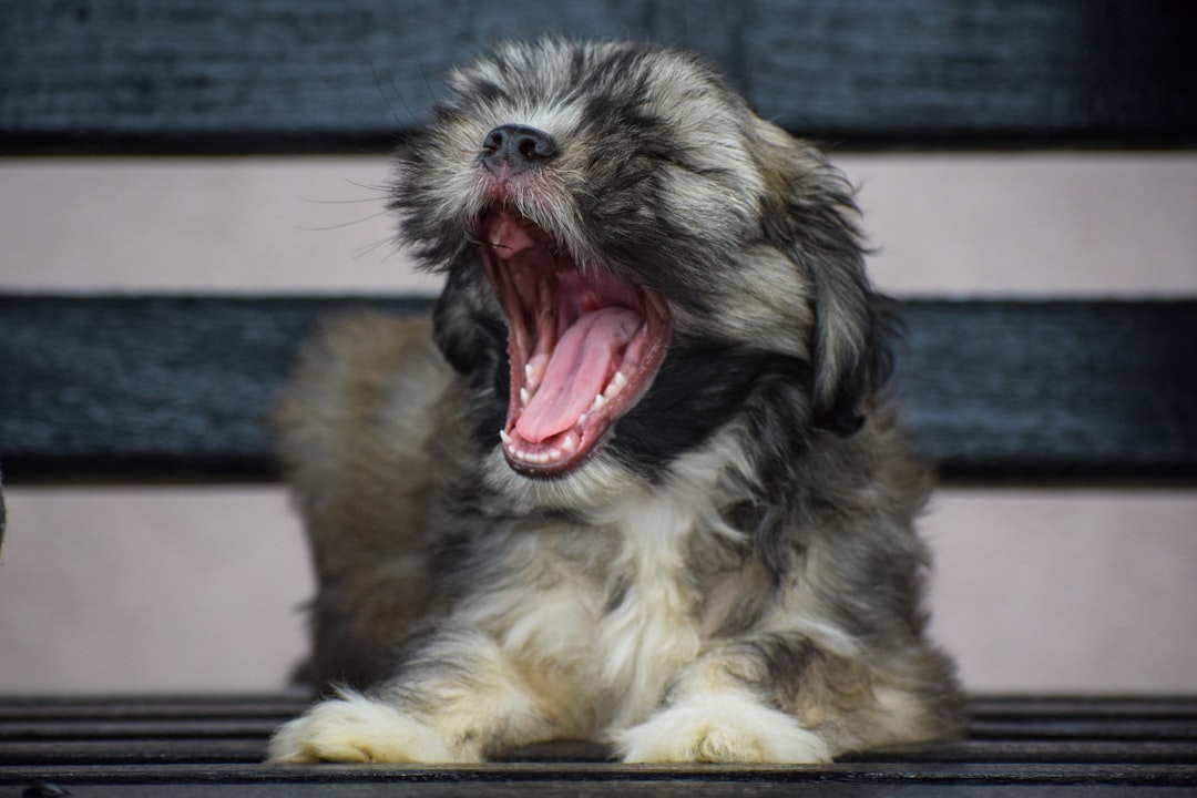 Contagious Yawning That Shows Deep Connection (Image Credits: Unsplash)