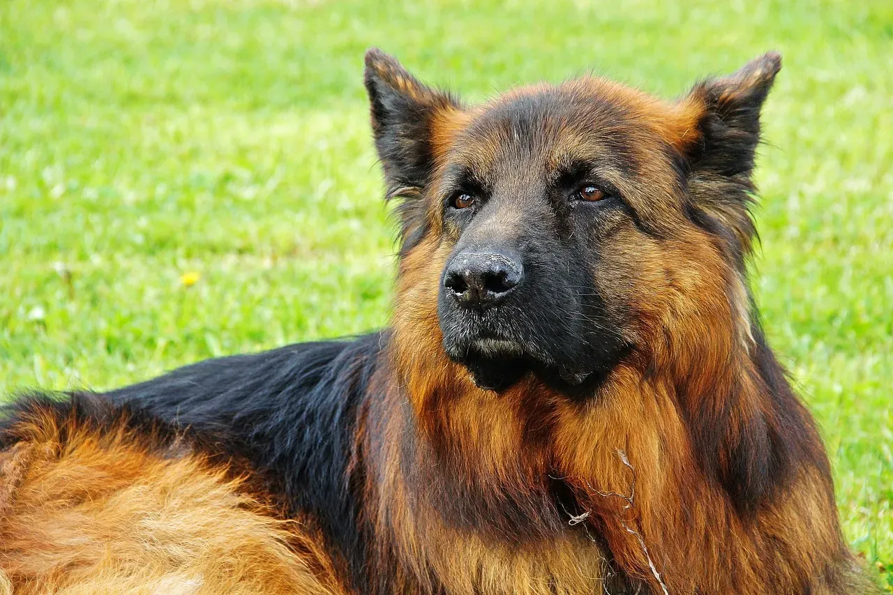 German Shepherd (Image Credits: Pixabay)