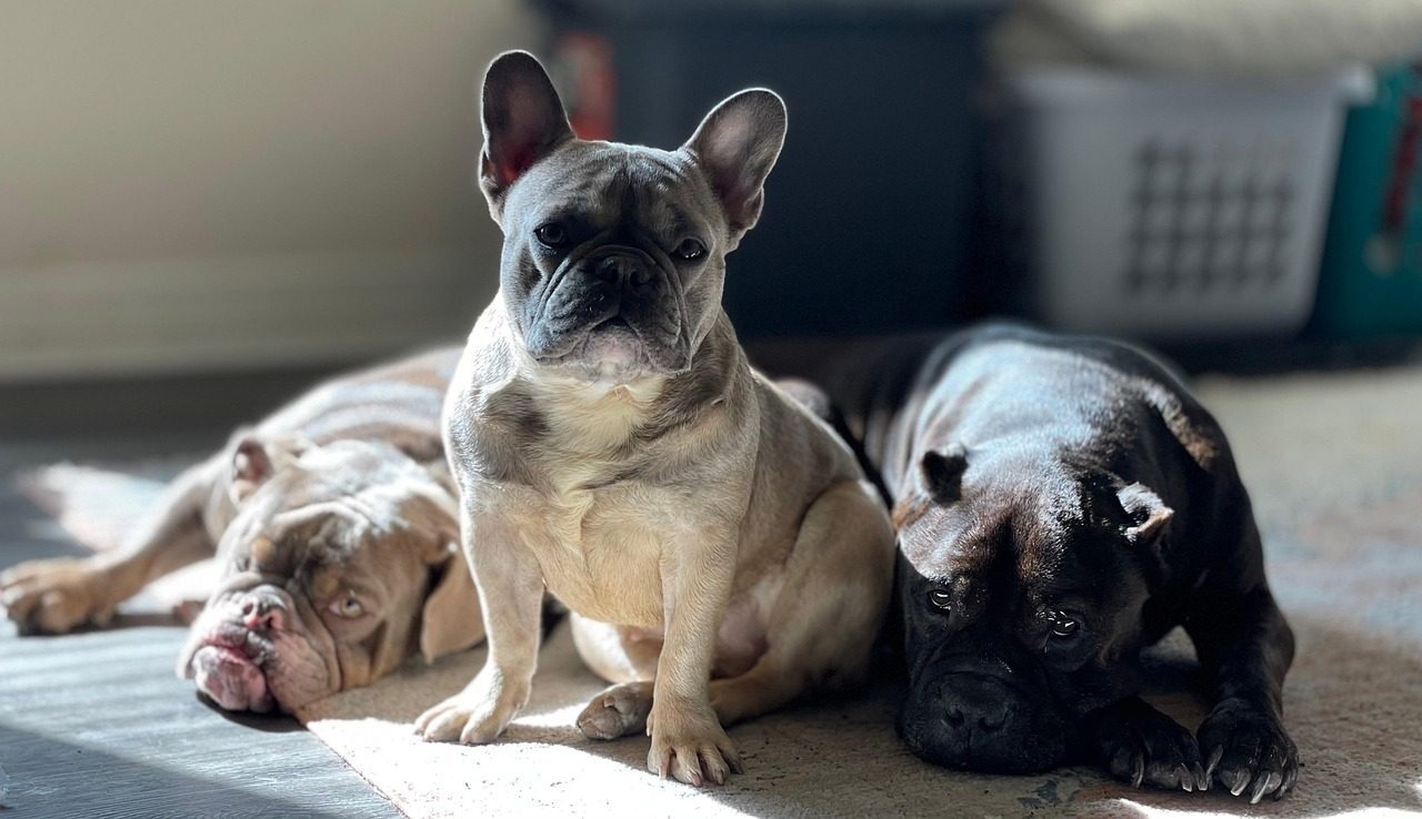 French Bulldogs: Charming City Companions (Image Credits: Pixabay)