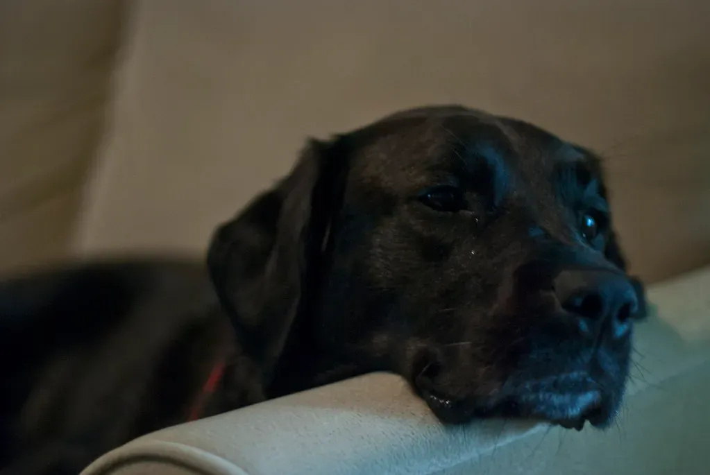 They're Communicating a Need Beyond Hunger (Image Credits: Flickr)