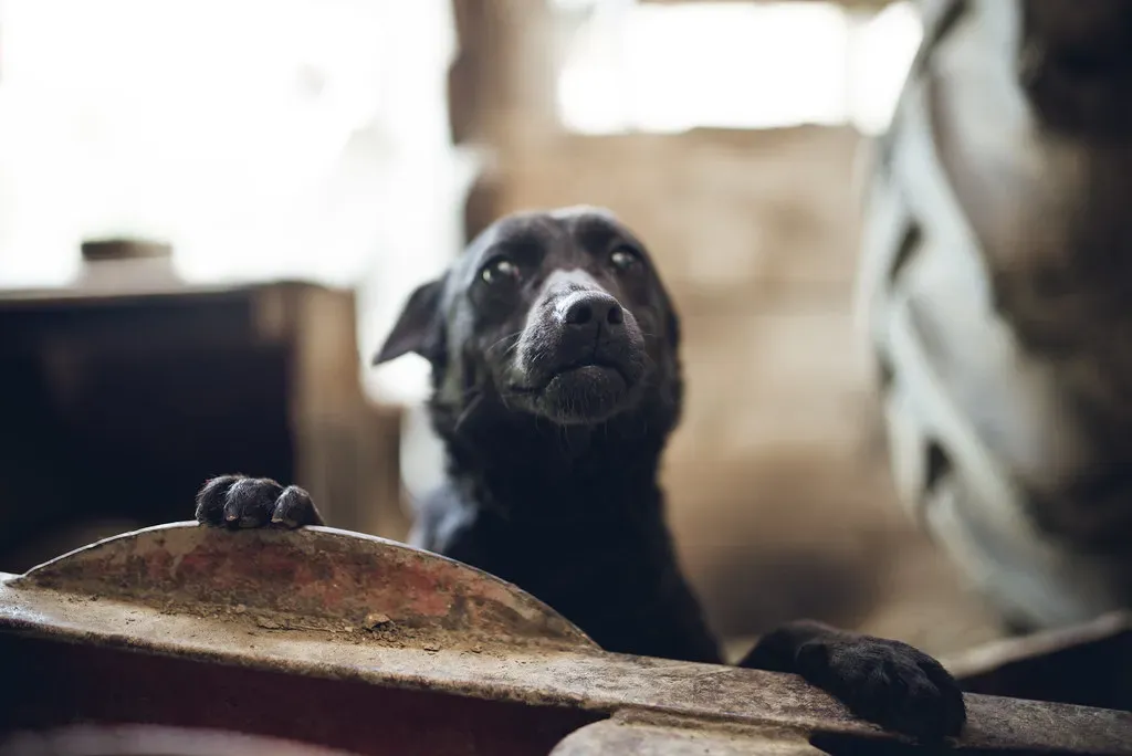 Conclusion: The Gift and Responsibility of Being Someone's Whole World (nenadstojkovicart, Flickr, CC BY 2.0)