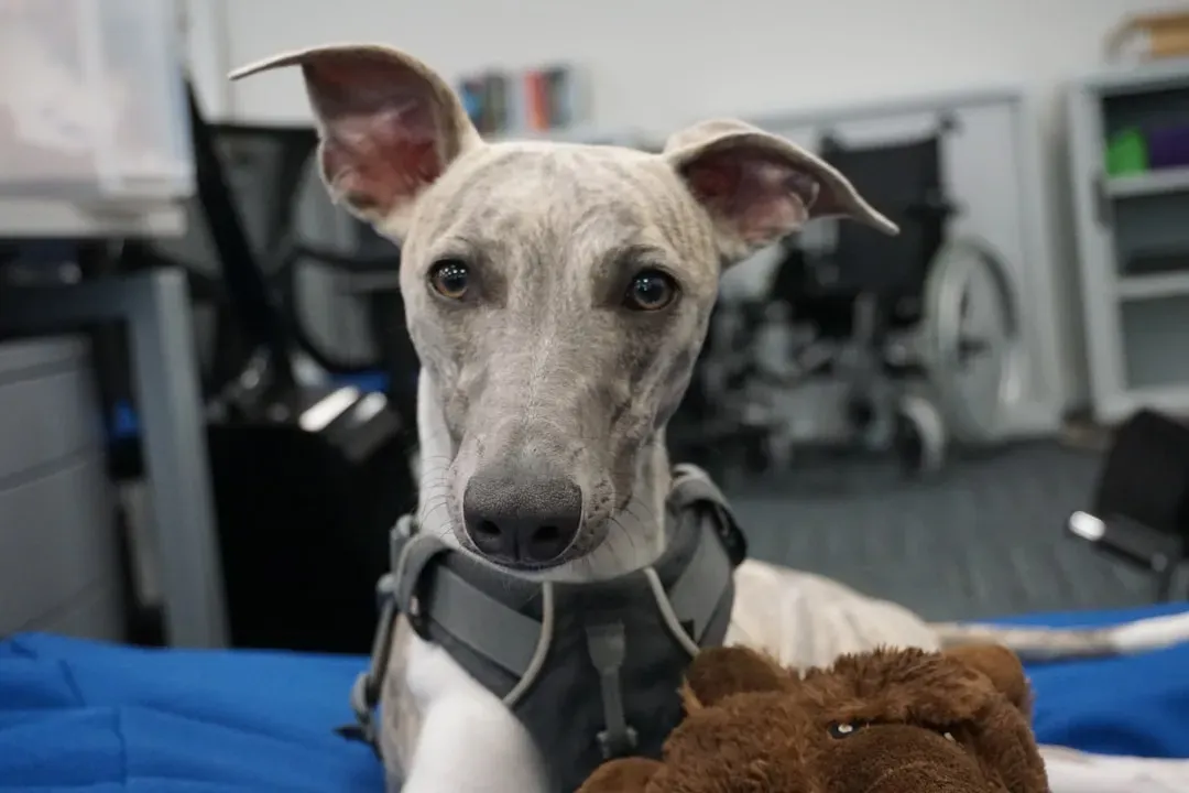 Rethinking “Just a Dog”: Emotional Minds Beyond Words (Image Credits: Unsplash)
