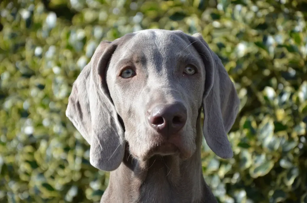 #9. Weimaraner (Image Credits: Rawpixel)