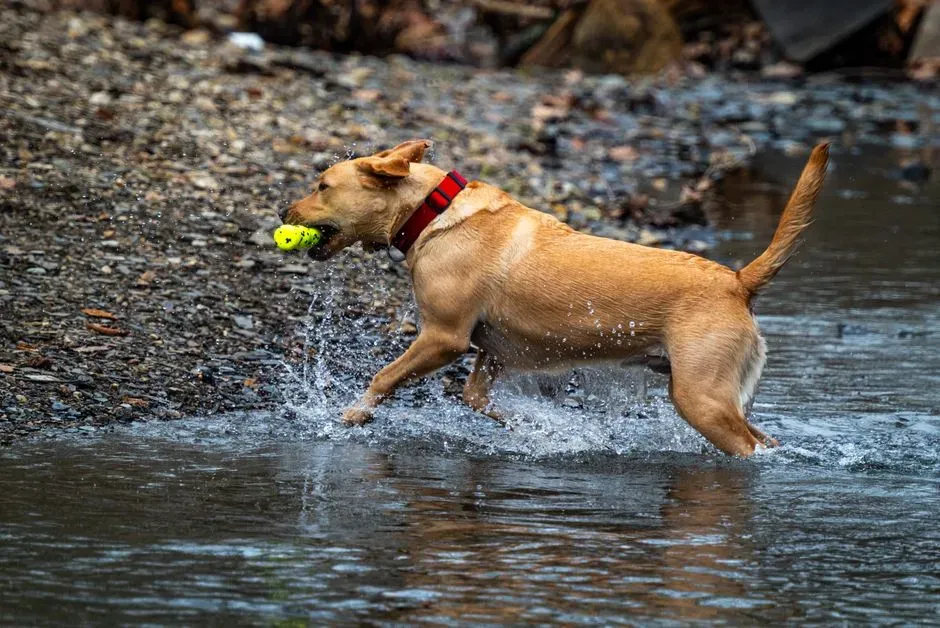 4. Labrador Retriever: The Cheerful Employee Who Always Wants a Task (Image Credits: Pexels)
