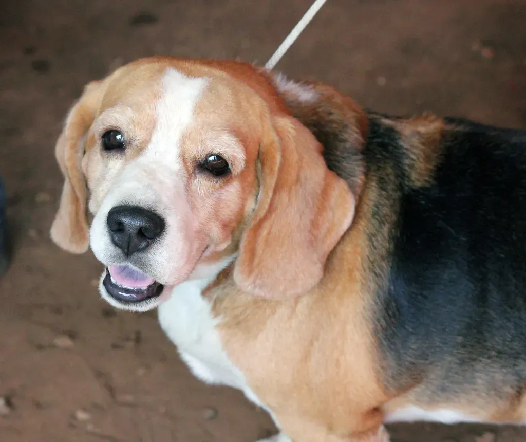 5. Beagle: The Friendly, Fuss-Free Family Dog (localpups, Flickr, CC BY 2.0)