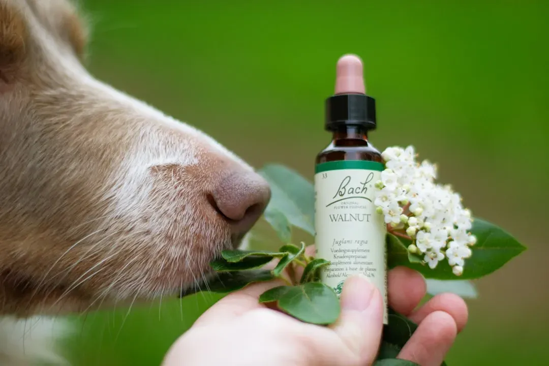 Harness the Power of Calming Scents (Image Credits: Unsplash)