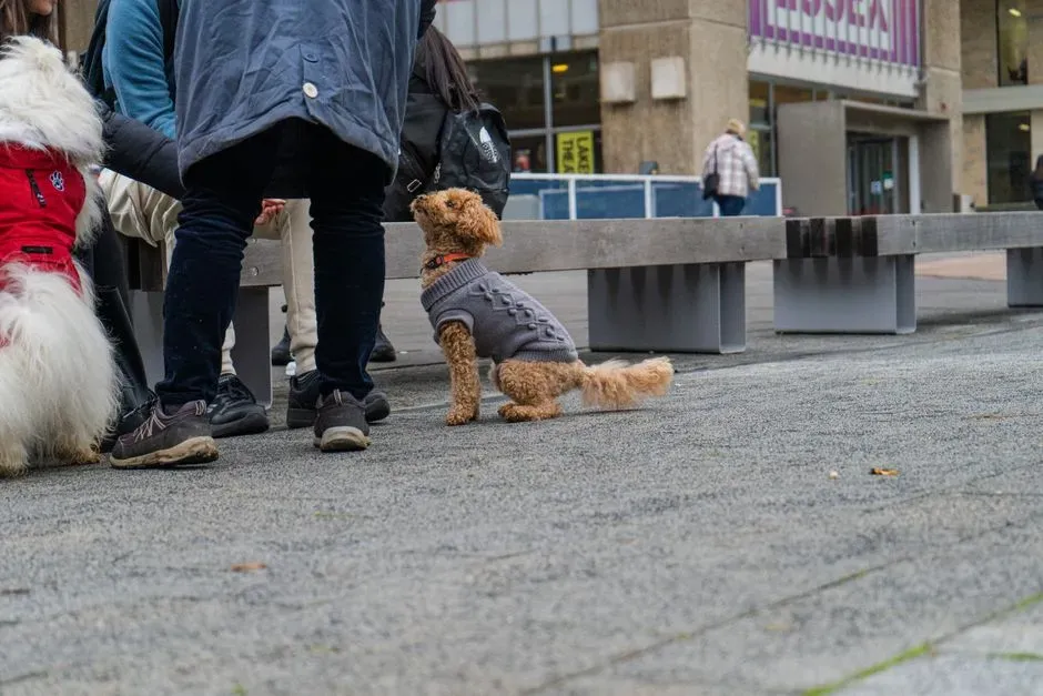 8. Whether This Feels Like A Threat Or Just A New Friend (Image Credits: Pexels)
