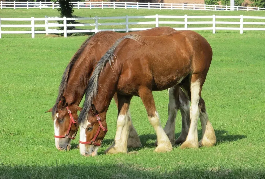 #4. Cancer (June 21 – July 22): The Clydesdale (Image Credits: Rawpixel)