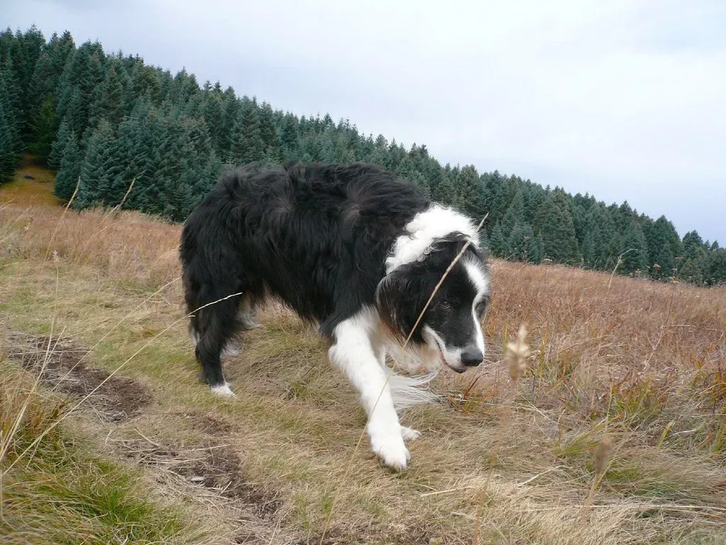 Rushing Through Their Walk (Image Credits: Flickr)