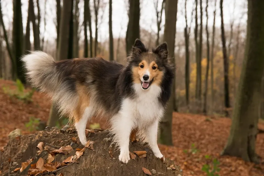 #7: Shetland Sheepdog (Image Credits: Rawpixel)