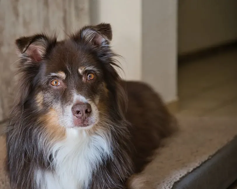 Staring at You Like You Hold All the Answers (Because You Do) (Image Credits: Pexels)