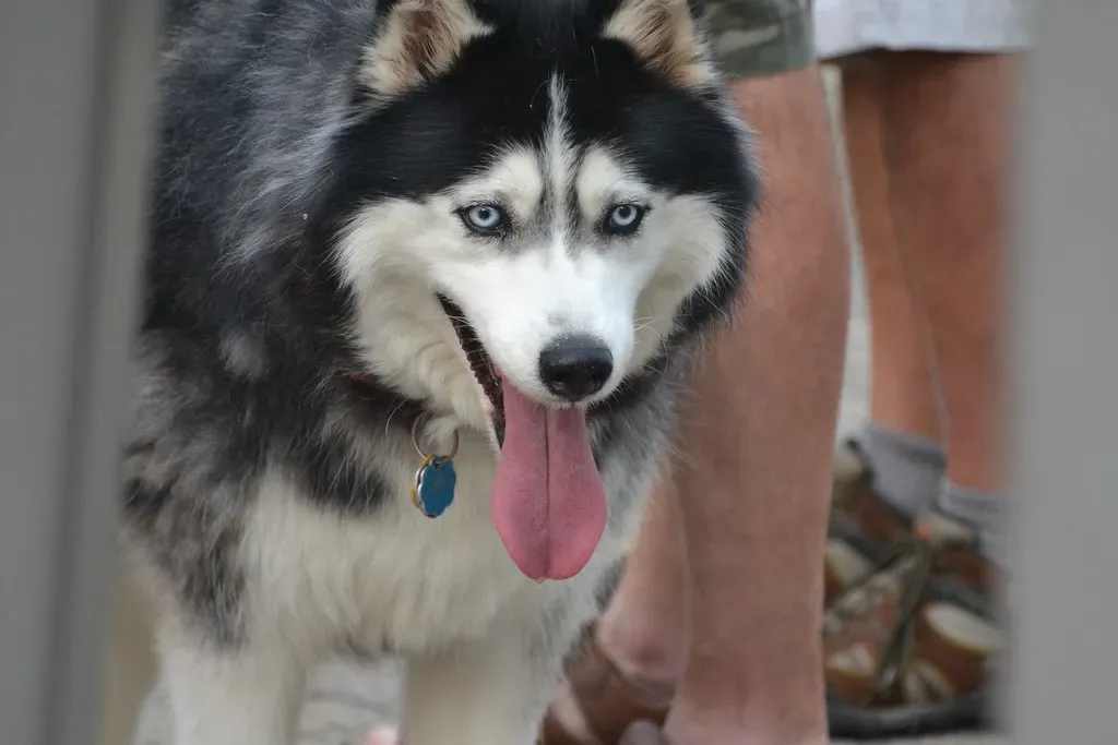 Conclusion: A Husky Can Call Alabama Home (Tobyotter, Flickr, CC BY 2.0)