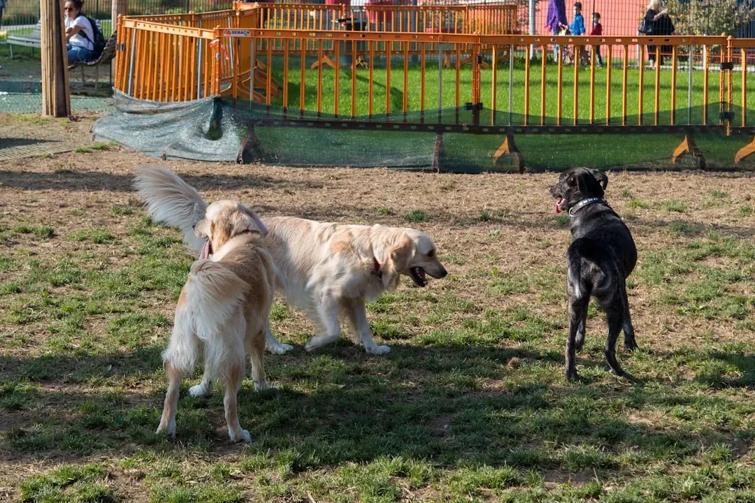 Why Parks Are Trigger Zones for Reactive Breeds (Image Credits: Unsplash)