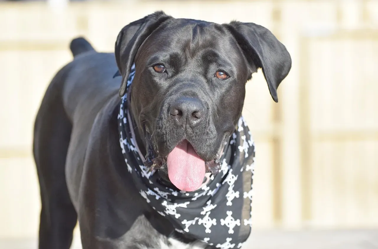 Scorpio: Cane Corso (Image Credits: Pixabay)