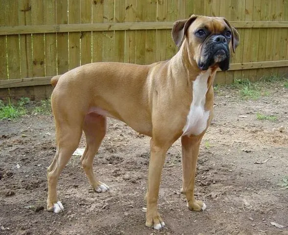 Boxer (Flickr here, CC BY 2.0)