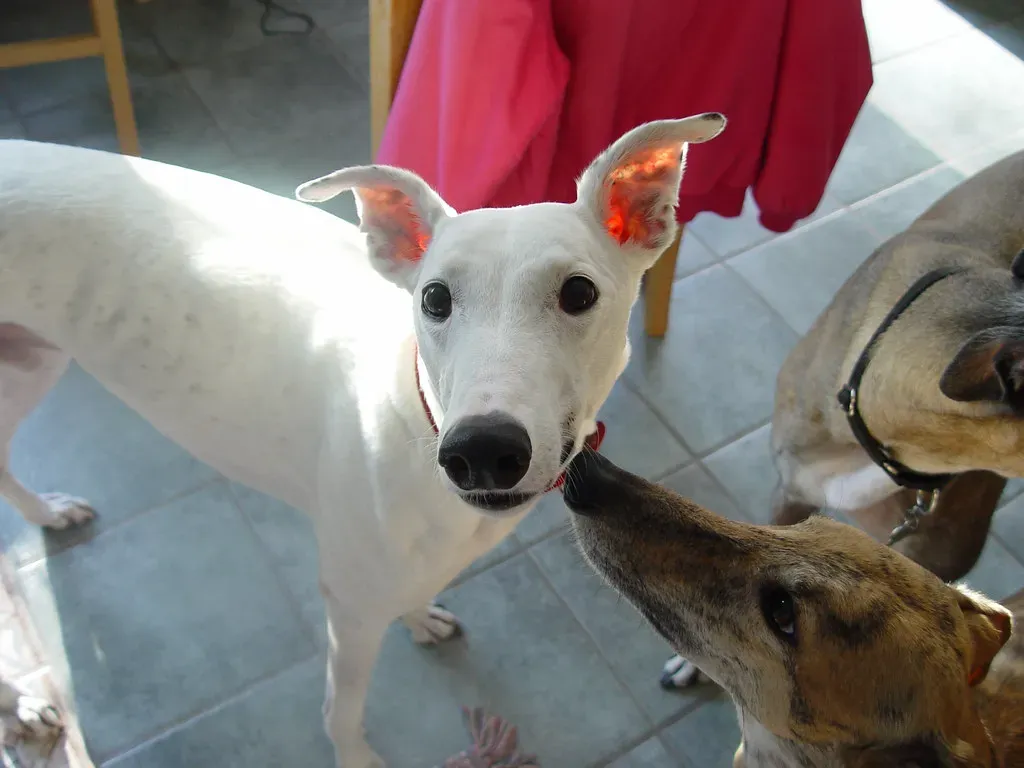 Stress Signals You're Probably Misreading as Quirks (Clearly Ambiguous, Flickr, CC BY 2.0)