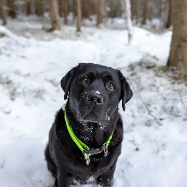 5. Labrador Retriever: Minnesota's Everyday Winter Companion (Image Credits: Pexels)