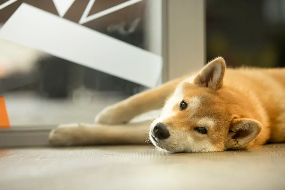 9 – Shiba Inu (Image Credits: Unsplash)