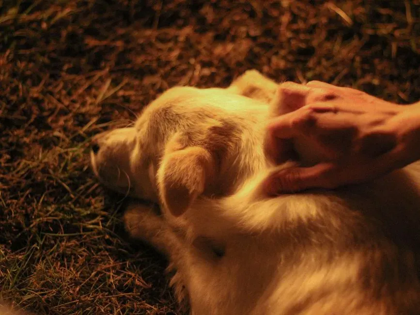 Practical Steps for Supporting Your Dog (Image Credits: Pexels)