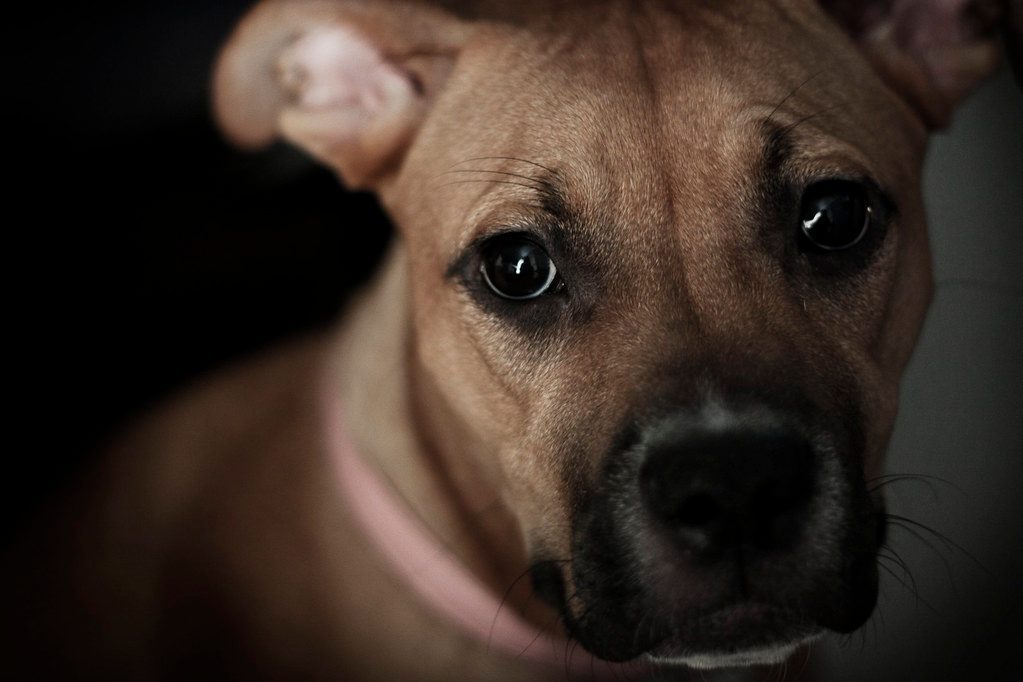 Following You Everywhere (Yes, Even to the Bathroom) (Image Credits: Flickr)