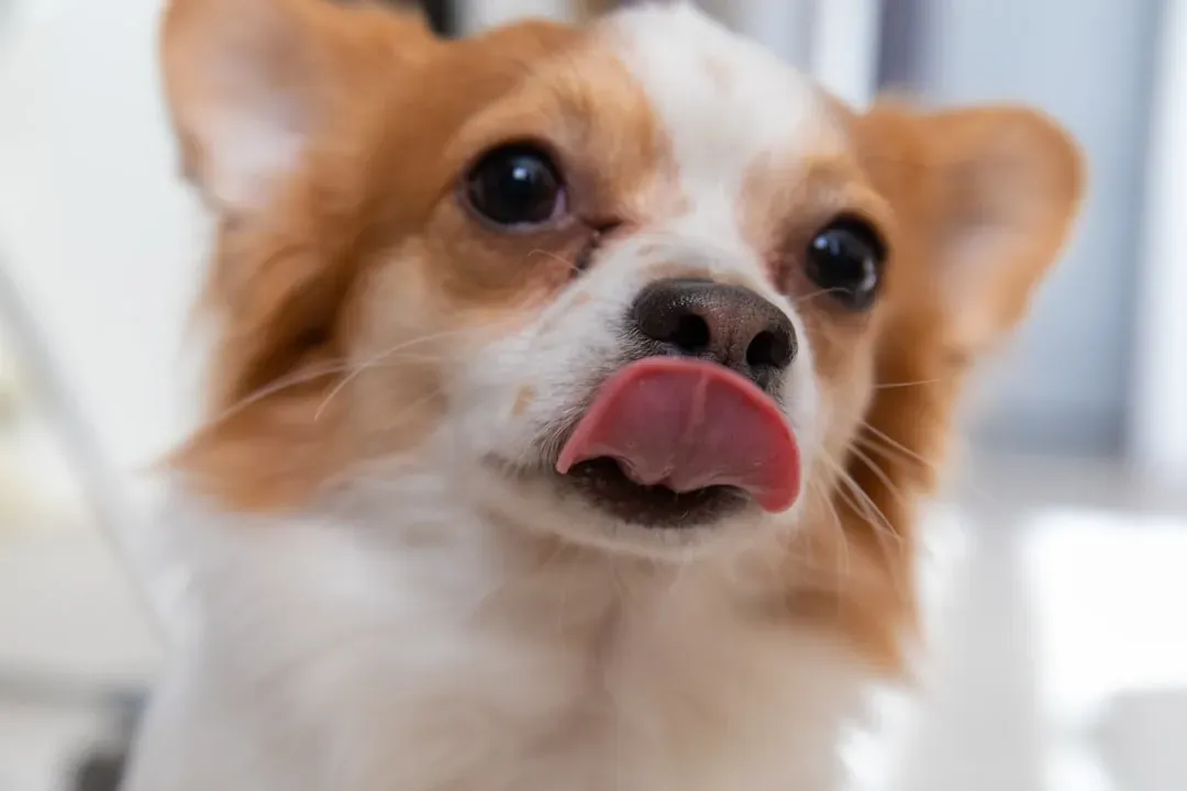 Lip Licking When There's No Food Around (Image Credits: Unsplash)