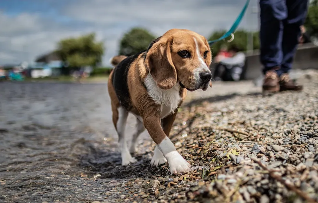 Beagles: Nose-Led and Easily Distracted (Image Credits: Unsplash)