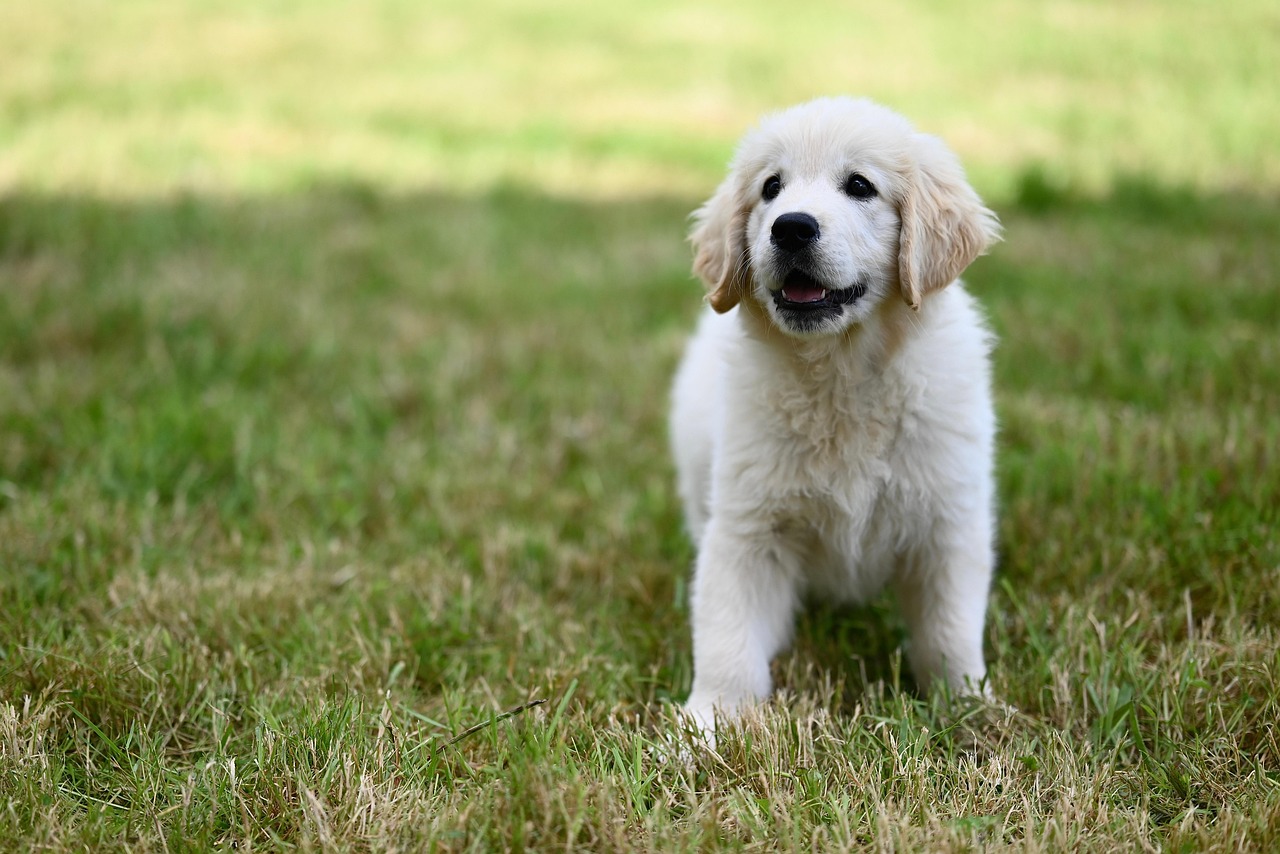 The Shedding Situation Is Genuinely Overwhelming (Image Credits: Pixabay)