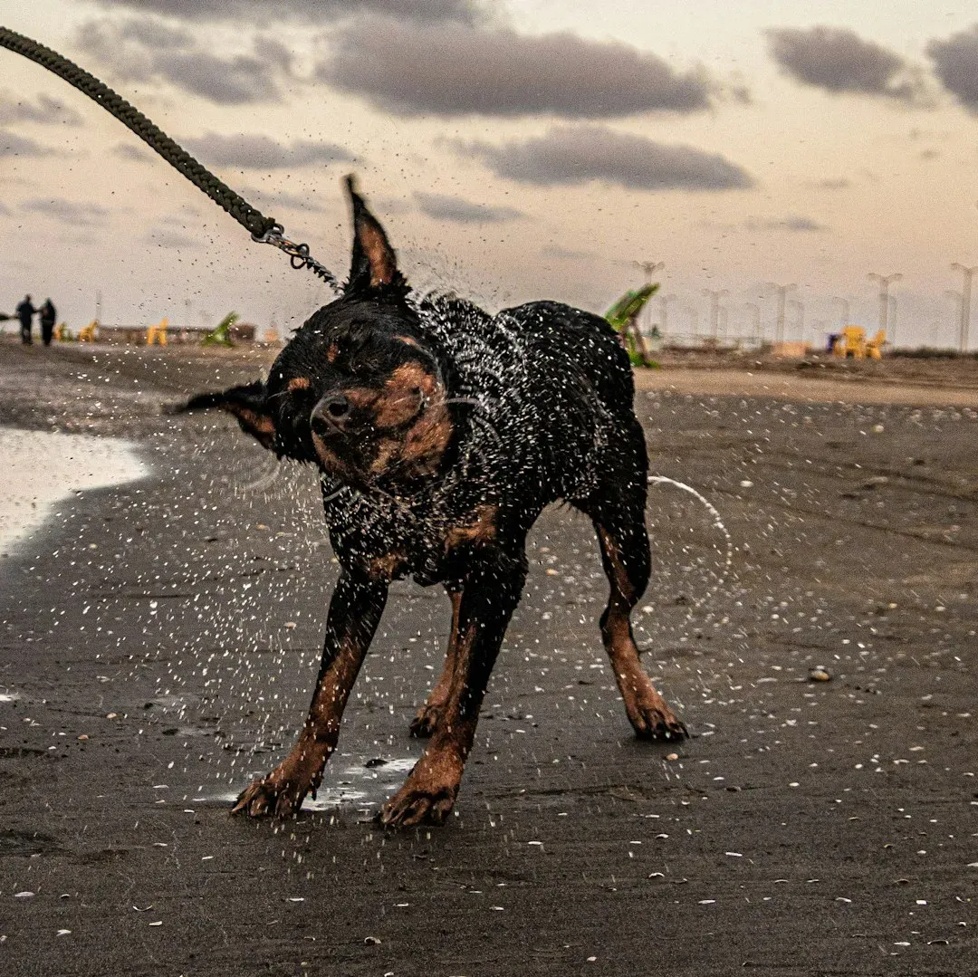 Conclusion: Stop Taking the Shake Personally - and Start Listening to It (Image Credits: Unsplash)