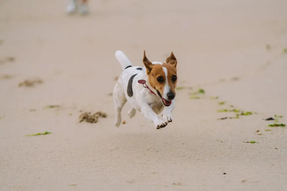 11. Jack Russell Terrier (and Similar High-Energy Terriers) (Image Credits: Pexels)