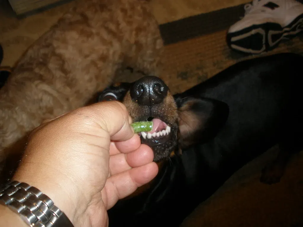 Green Beans: Simple and Nutritious (Image Credits: Flickr)