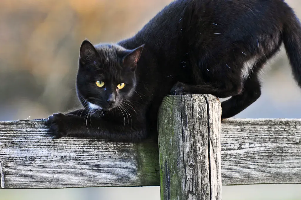 9. Bombay – The Mini Panther With Labrador Energy (Image Credits: Flickr)
