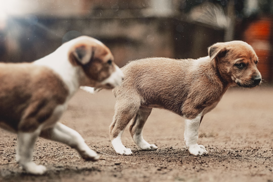 Gemini's Dual Nature Finds Its Perfect Mixed-Breed Mirror (Image Credits: Unsplash)