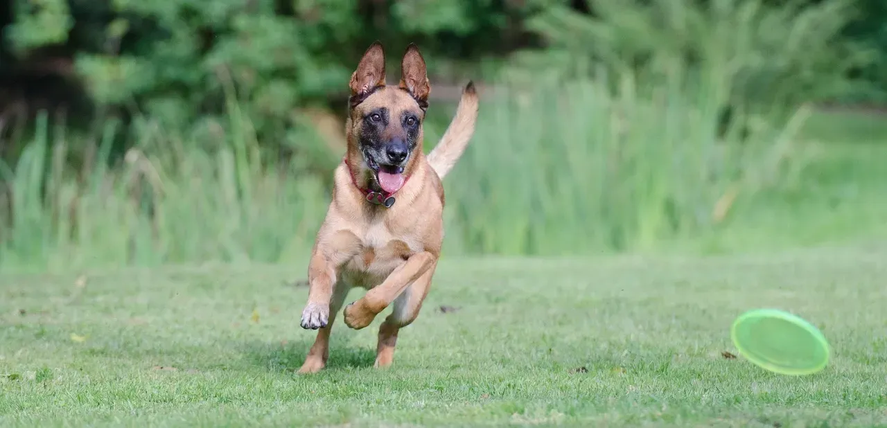 4. Belgian Malinois: The High-Octane Athlete (Image Credits: Pixabay)