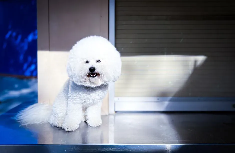 Bichon Frisé: Cheerful Companion Who Feels Abandoned Quickly (Image Credits: Pexels)