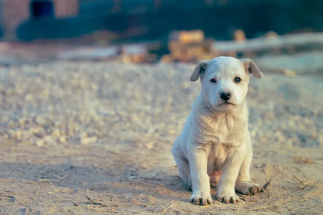 #8 - The Hours Puppies Actually Spend Alone (Image Credits: Unsplash)