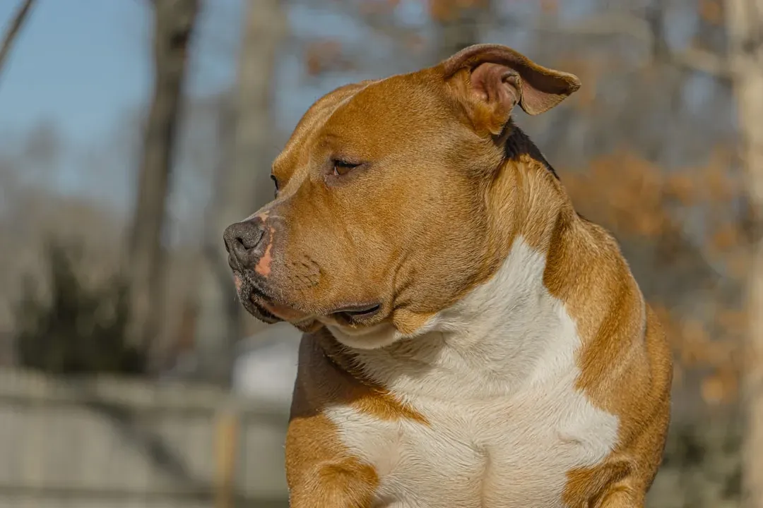 Where the American Bully Actually Came From (Image Credits: Unsplash)